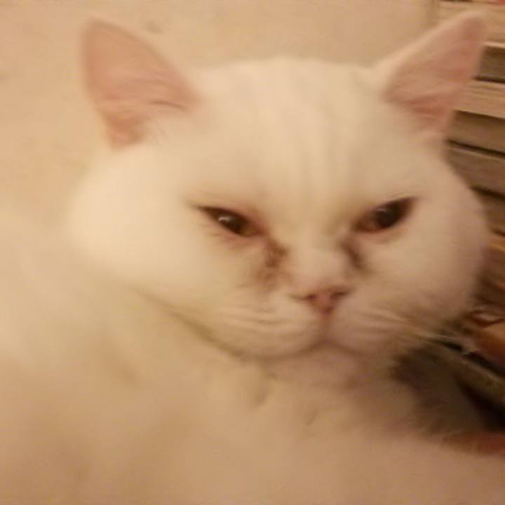 8b019ddb d4c5 4db3 a1a3 06aac1cca925