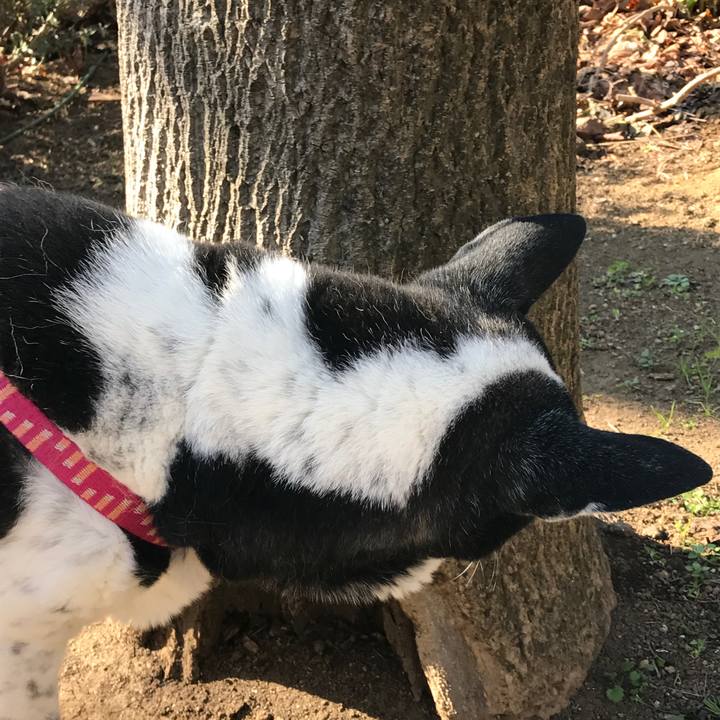 8b0c605b 4a56 4469 8eb9 78bd25506004