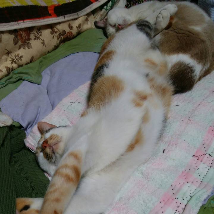 8b1f4f86 341a 4c43 839a 7ac7082e720f