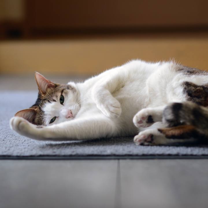 8b217c6f ef0e 4ea8 b708 8cf15e0442ef