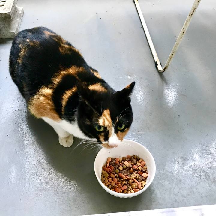 8b225afc f428 462c ac71 5fee2bc86c23