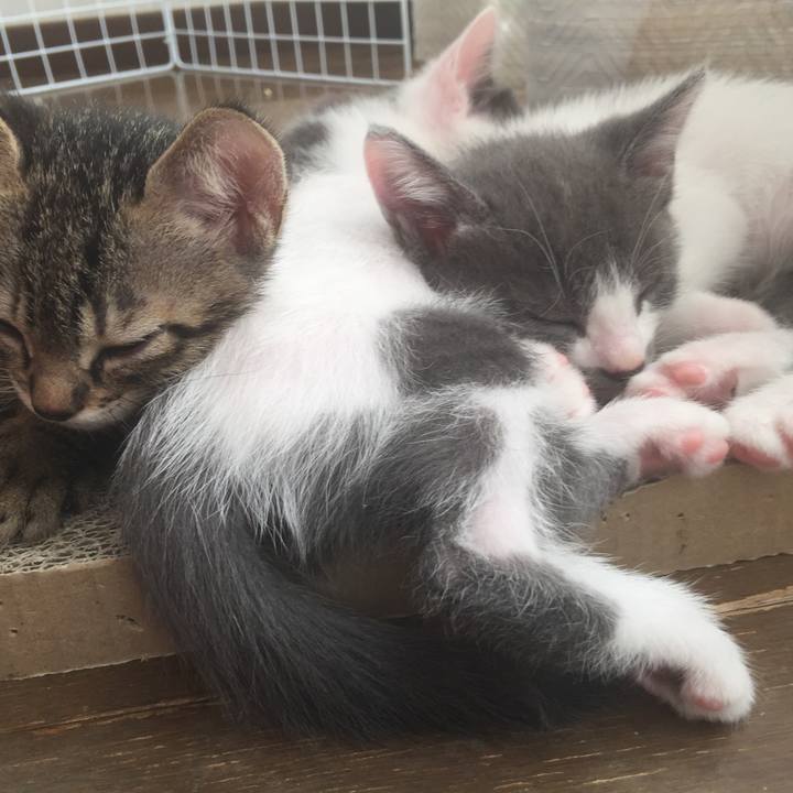 8b23befe 29b9 453b afed ab821be7d818