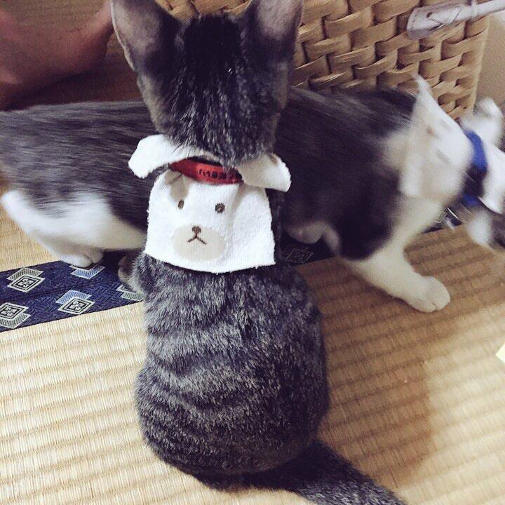 8b2a1334 ae49 4cf2 b155 556c860a2149