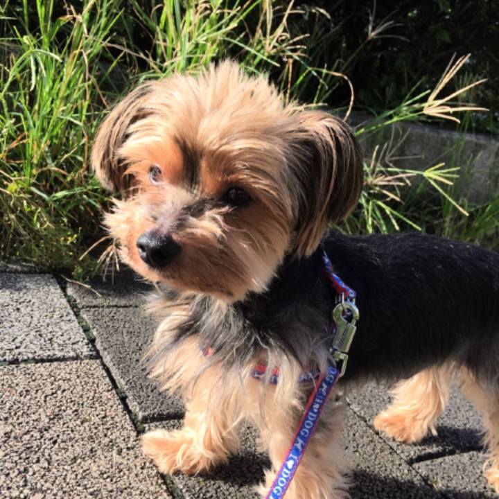 8b2a86cf c136 43b3 ae0b babbde58d454