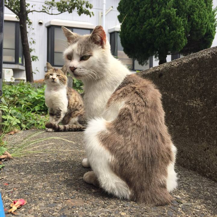 8b378a0c c207 4f44 a3ac c94347f67224