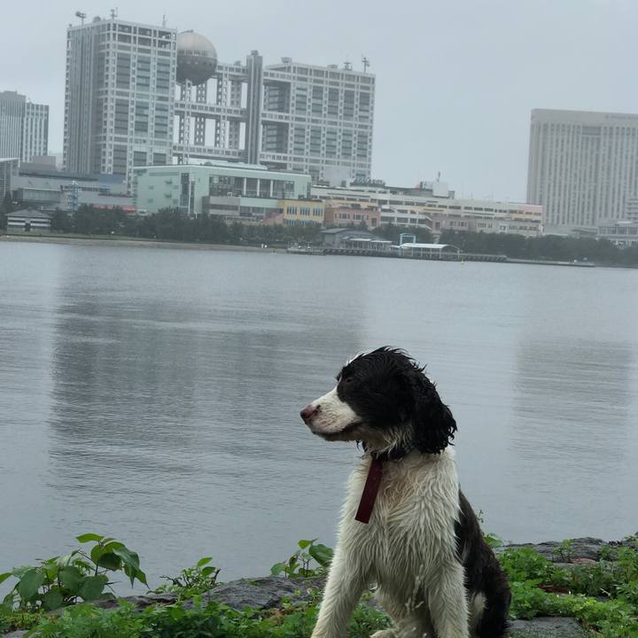 8b3896c5 f837 4fe6 974d 7397cd346c6d