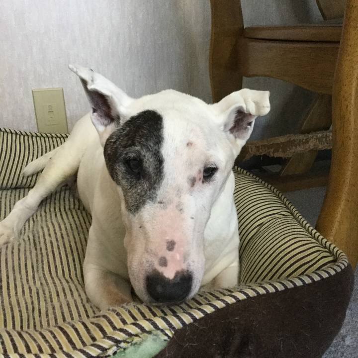 8b42c20f e663 4887 a34d 32e33186a31f