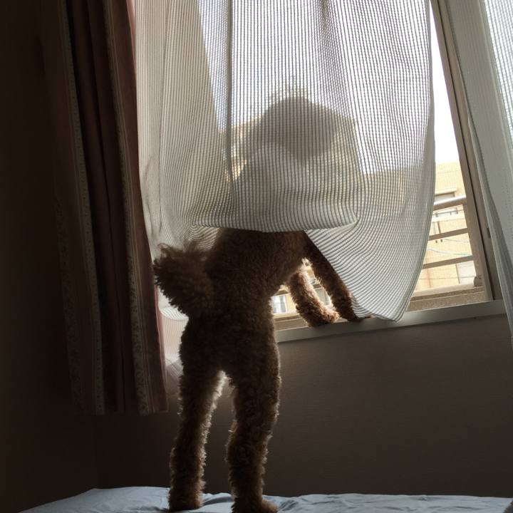 8b4bfc0b 195f 42c9 b754 6fb2673f254c