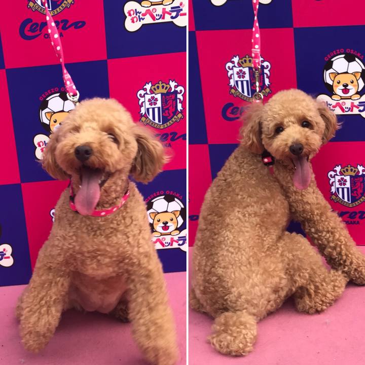 8b4c1b3f c0ff 4e6b 81f6 ca5352fb55af