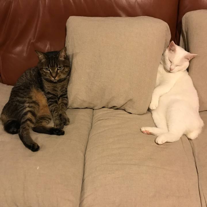 8b4fc05a 3930 4393 871f 3206793d79c6