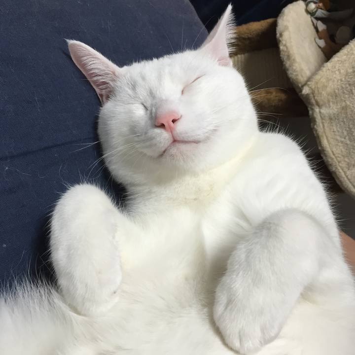 8b50c3c0 95a5 4479 a76a 2c52cdbce556