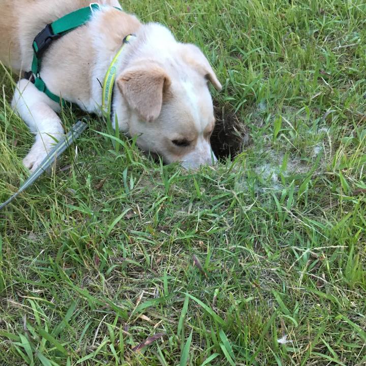 8b520df8 55ae 46f5 95a0 1e89ecc81adc