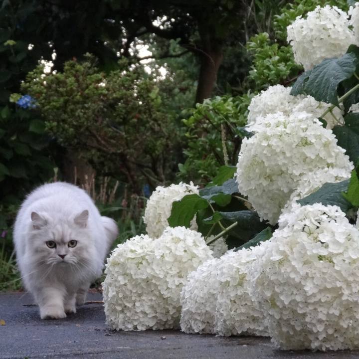 8b609e1d bd91 446b 8951 9814b703286a