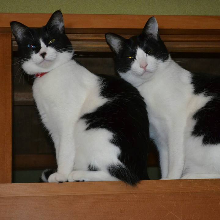 8b62d6dd e344 4625 8907 e13dba618394