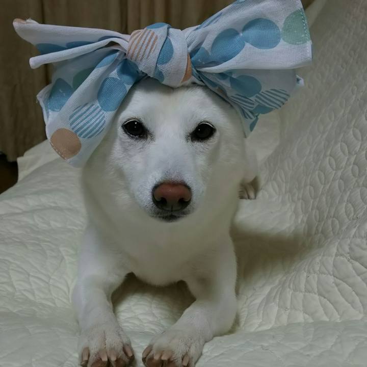 8b7fa3d8 f754 4cdd 93e6 ab9570779bbb