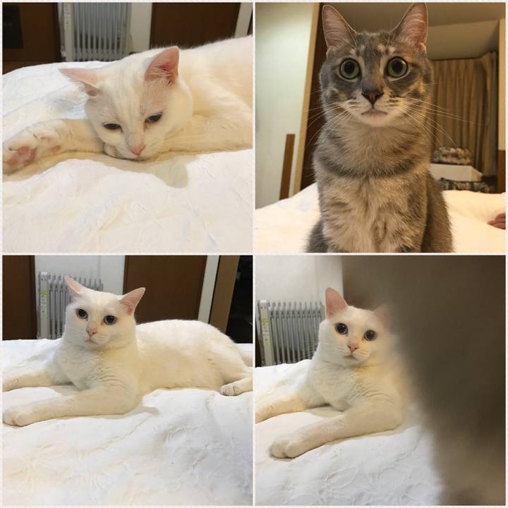 8b8fa00b 7694 41c7 8303 513438d6943c