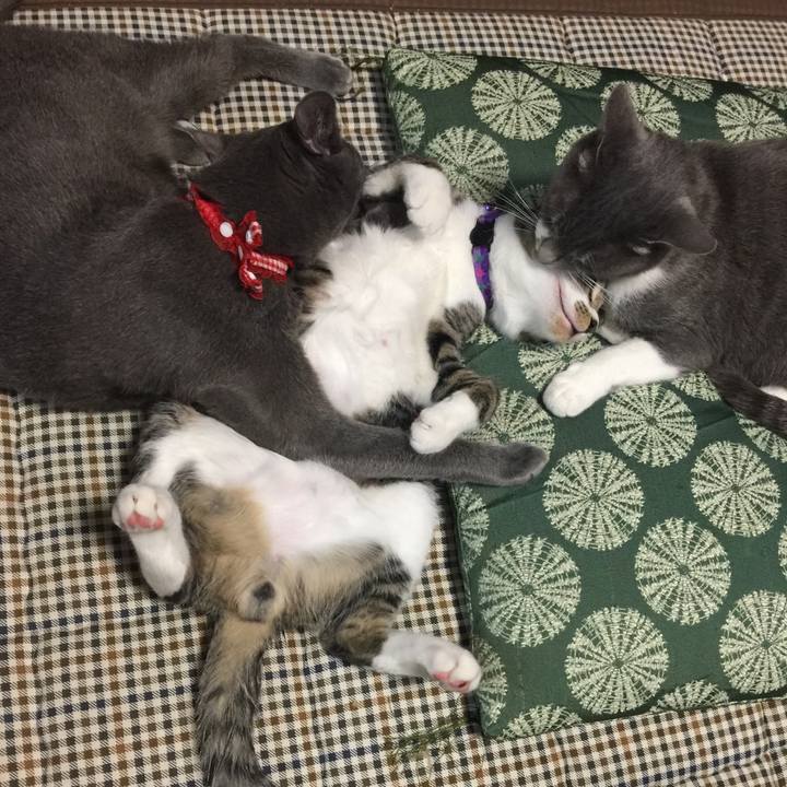 8b938786 2cb1 4368 9efc 441077e7ab21