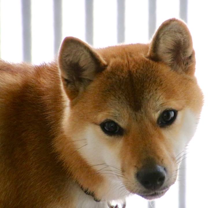 8b9f4ad3 a1a9 435e a223 9253d0dcebc8