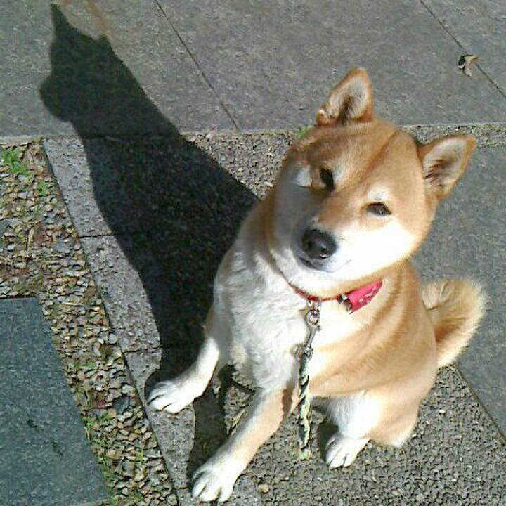 8ba4ca01 e34b 43c4 aa67 554facc30ea8