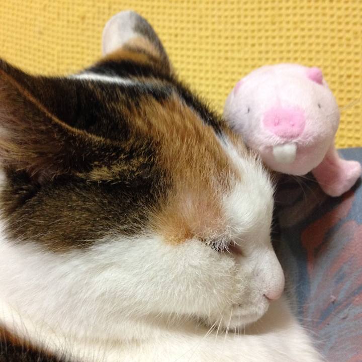 8bab4456 c2eb 4865 8ae2 e452d0ff7d56