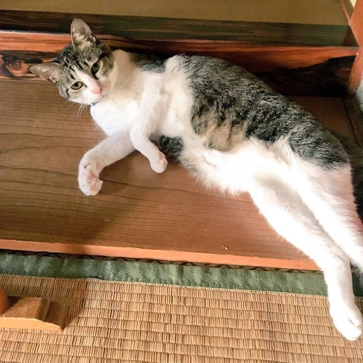 8bab6404 b04d 4b4b be11 08d6d4186475