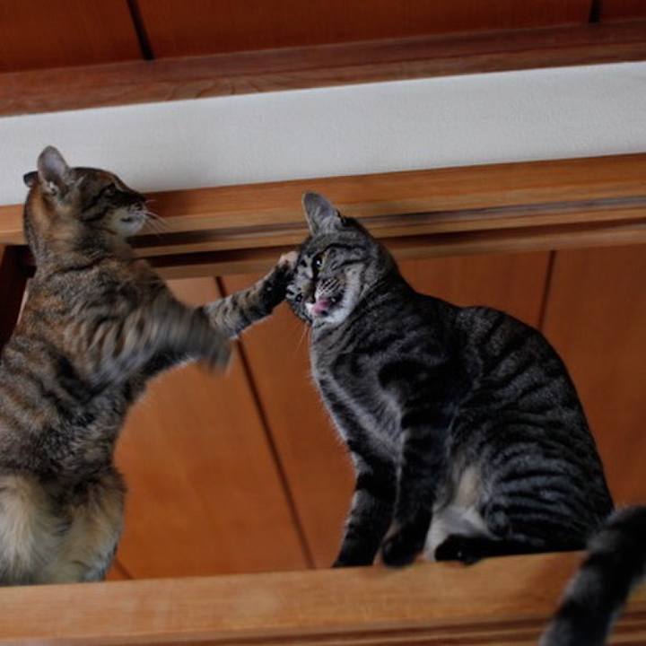 8bc3b4be fbcf 4f35 81a0 f1ea5758a794