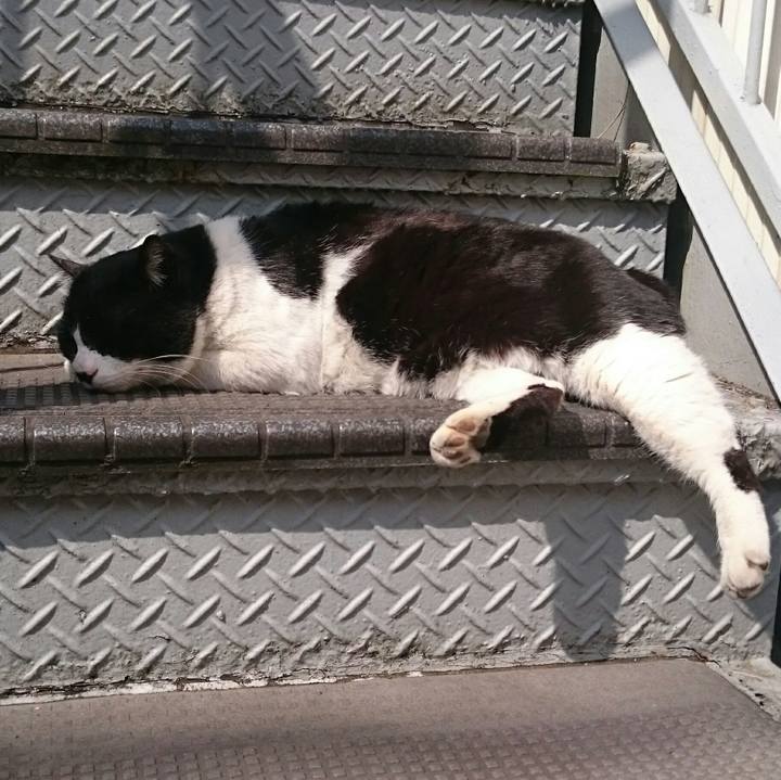 8bc96ea2 6ecb 4a00 b393 e0ae7a6c2479