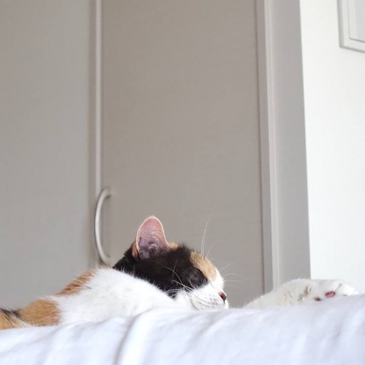 8bcb731f b11f 466e 85f8 1a286eaf0e4d