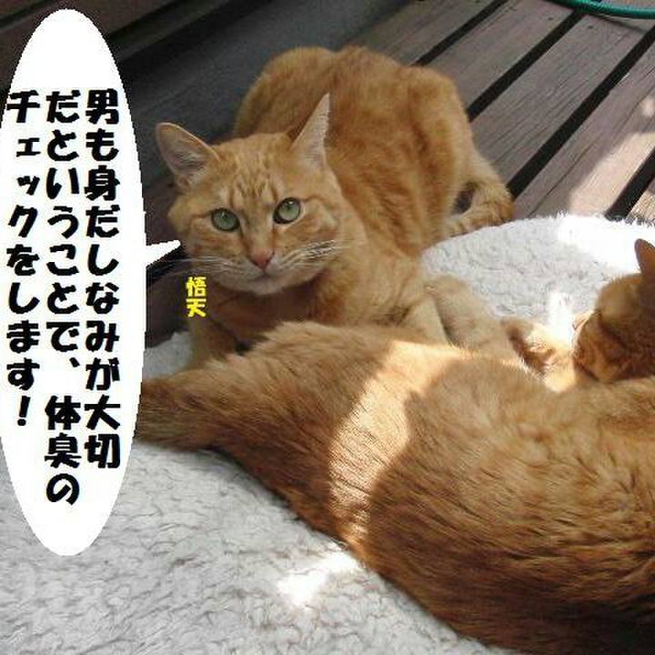 8bd54f2b fcd1 4520 a331 faf5598e3076