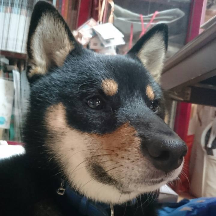 8bd5c1dd 434e 44ee 8adc 72b8452aee99