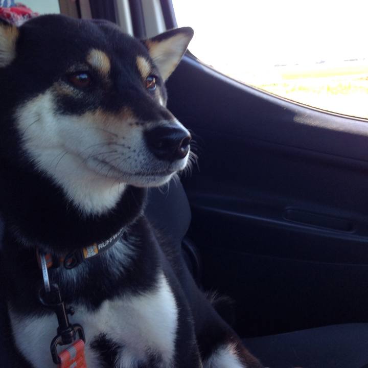 8be8616f 7378 4d7d 9c7b 4220e8b4e868