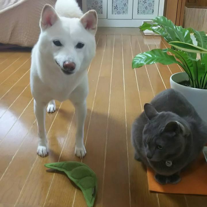 8bf13cb4 77ca 4d27 a4fe f36d9128df92