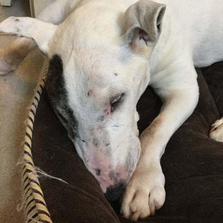 8bf169e4 d7c3 4413 b1c1 0537d20cdf98