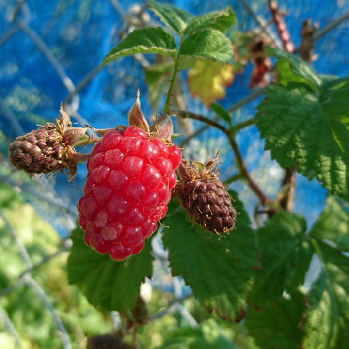 8bf179cf b1af 484d be57 60c920a7a1f6