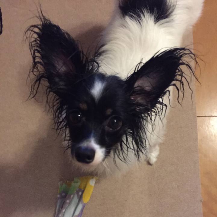 8bf4a81c e0de 4737 9bcc f2dad5af89f5