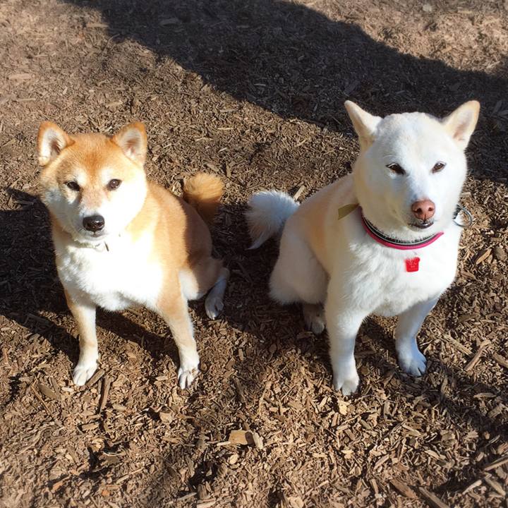 8bf93b10 b236 44ae 865d 2b89d27a1eec