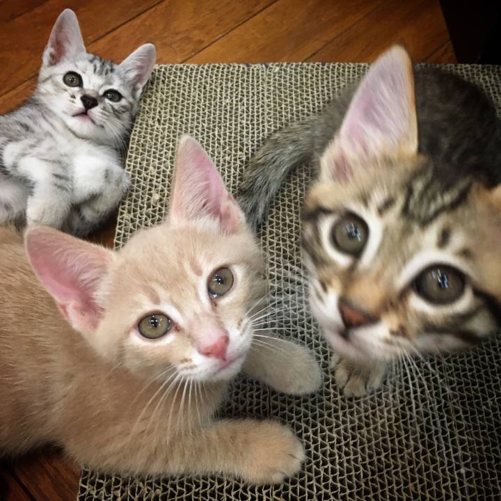 8bfe9161 d203 4f8e bd19 630dc4263c25