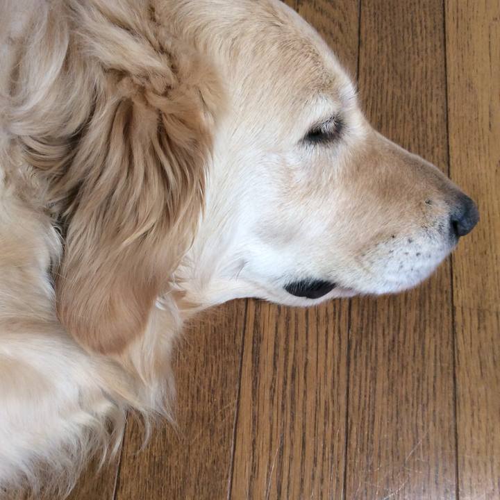 8c03db90 fe9d 4dab bbf4 ff76ce318479