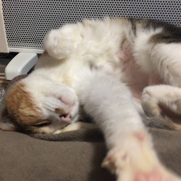 8c0adc63 042b 402f 9f1d 3e6a598378bc