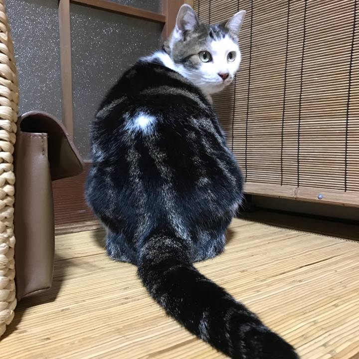 8c0b9bbd b6a4 4112 87f7 0007f97773bd