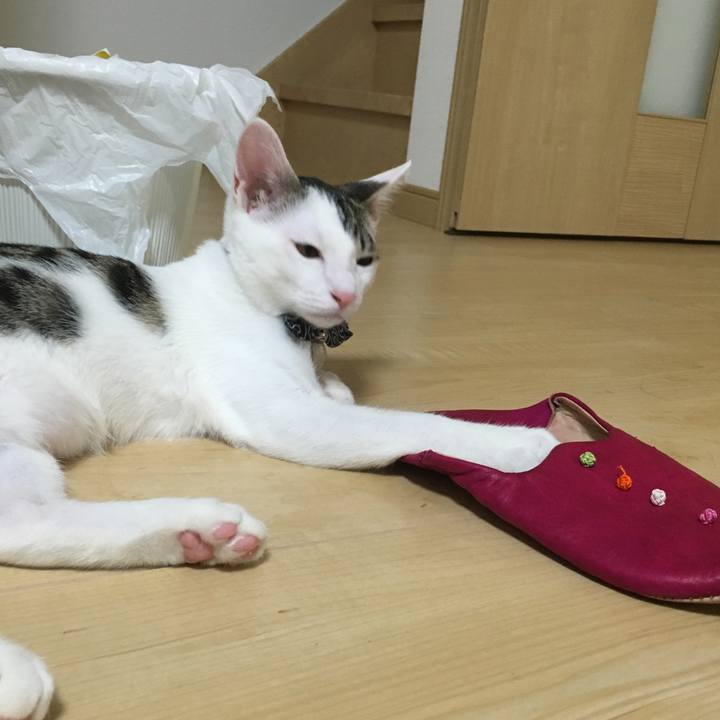 8c0be2ba 2176 4d0d b2c2 028c22443b31