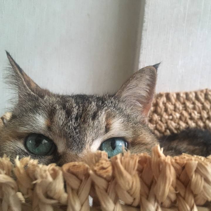 8c0cd9a7 8f58 4029 bb12 4ce1229226d3