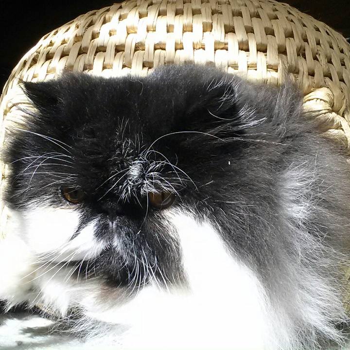 8c10cb77 388f 493f 8f4b 4b11fad7c8ae