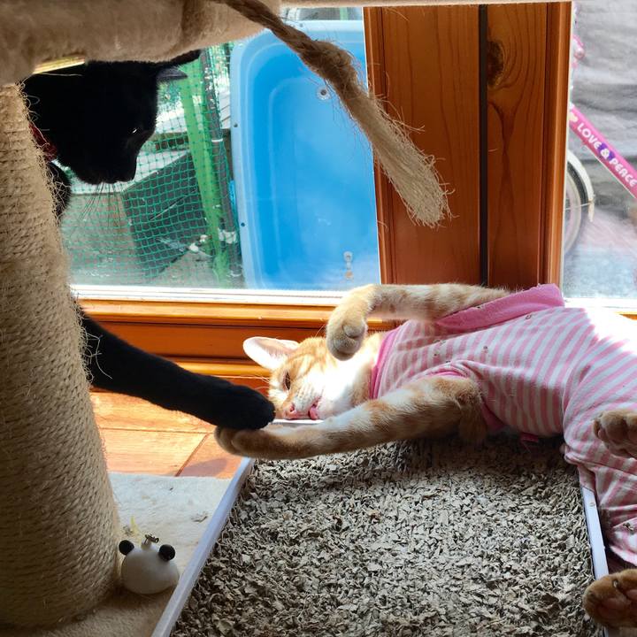 8c15fc8a 6054 46ff 98d4 444503f17ec6