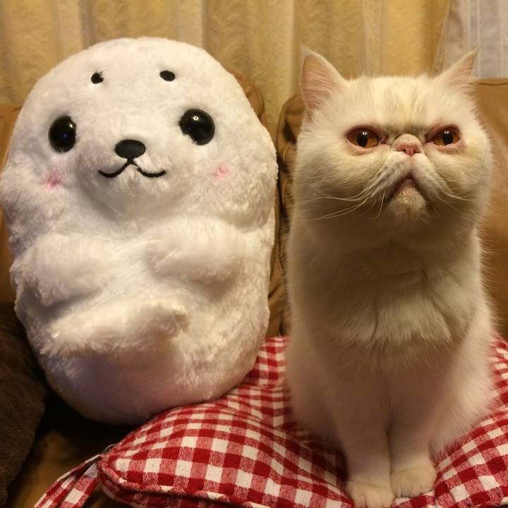 8c1b4176 5508 44a3 bb39 3c8900a3ac40