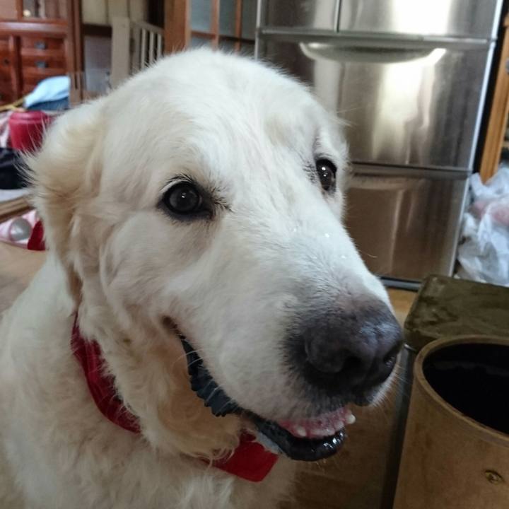 8c23448d dd2f 411a 9a02 bc4c5728fd36