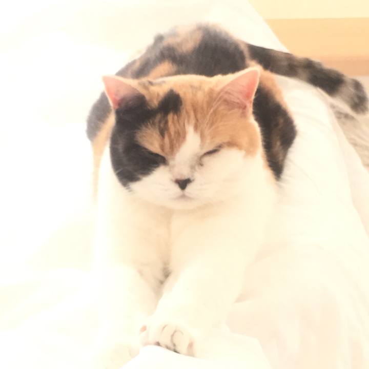 8c2a1501 3441 4a7d b59b 33c3136fa58f