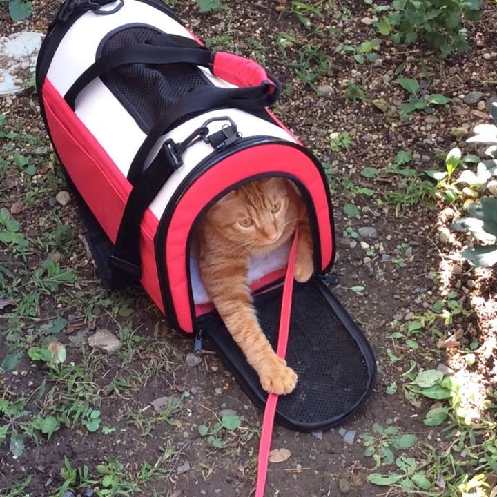 8c2b6423 9aab 4ae8 8da3 3d4a60866850