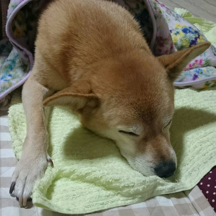 8c2f8b2c f0aa 4d52 89f4 78cdd054e77d