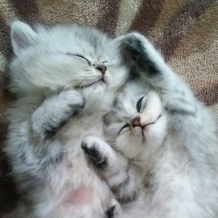 8c3a3082 0068 4d9b ade1 d3940dee2fa9